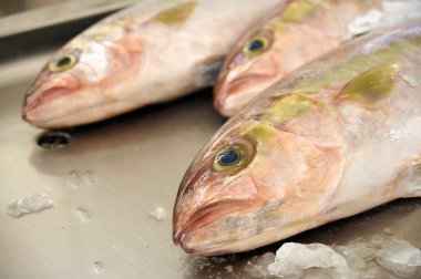 taze kırmızı snapper, piyasa Madeira, Portekiz