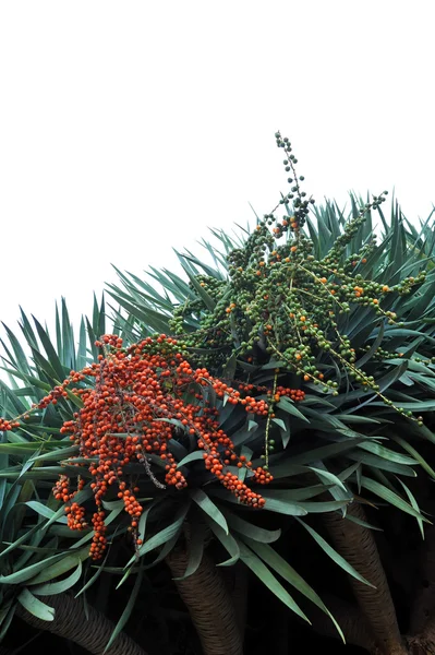 Fauna of Madeira - Dragon tree, Dracaena draco — Stock Photo, Image