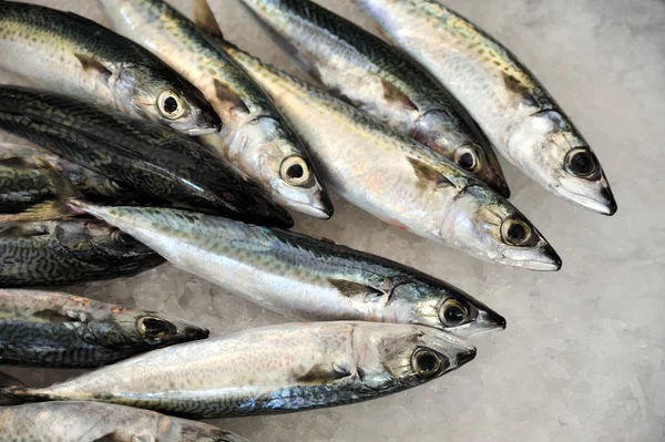 Fresh mackeler fish, market of Madeira, Portugal — Stock Photo, Image