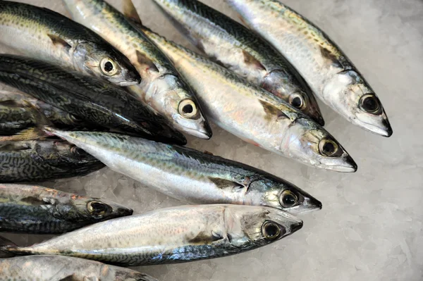 stock image Fresh mackeler fish, market of Madeira, Portugal