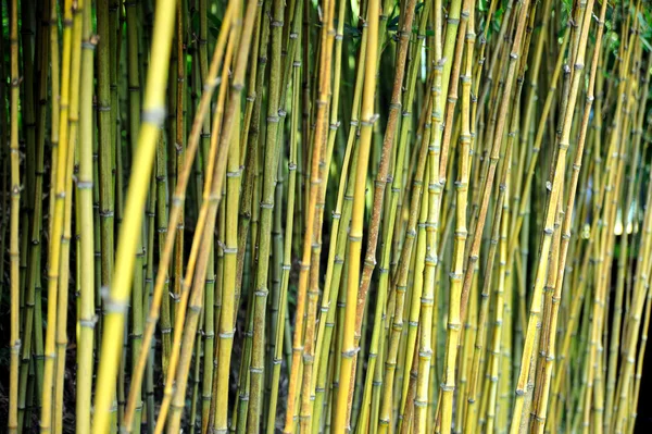 Bambu ormanı - monte Sarayı Botanik Bahçesi, monte, madeira — Stok fotoğraf