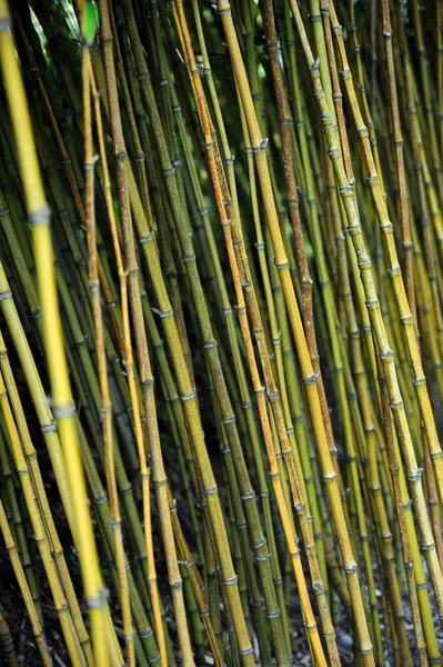 Бамбуковые джунгли - Дворцовый ботанический сад, Озил, Мадрид — стоковое фото