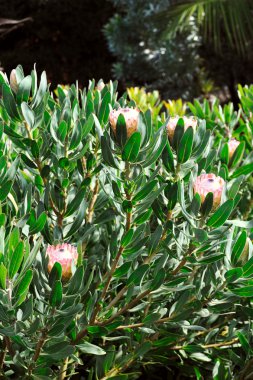 Protea çiçekleri, sugarbush - monte Sarayı Botanik Bahçesi, monte, madeira