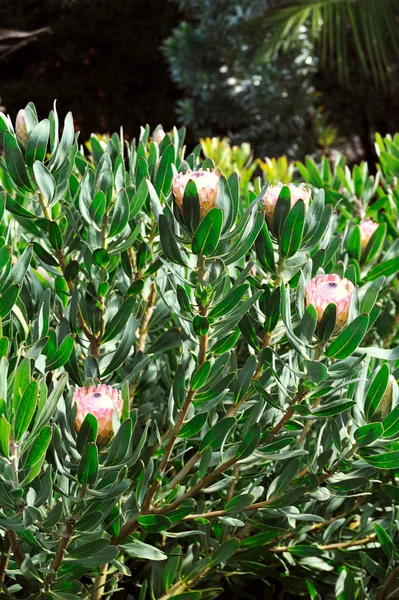 Protea blossoms, Sugarbush - Monte Palace botanical garden, Monte, Madeira — Stock Photo, Image