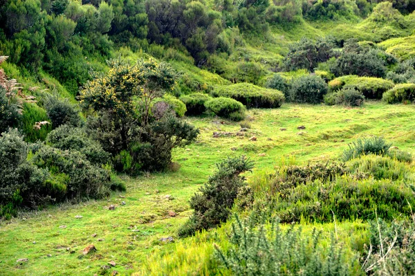 高原的天然公园 de 马德拉，葡萄牙马德拉岛 — 图库照片