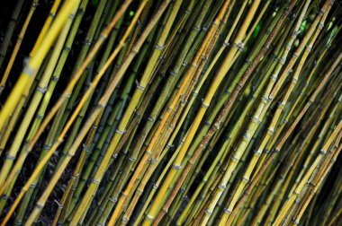 Bambu ormanı - monte Sarayı Botanik Bahçesi, monte, madeira