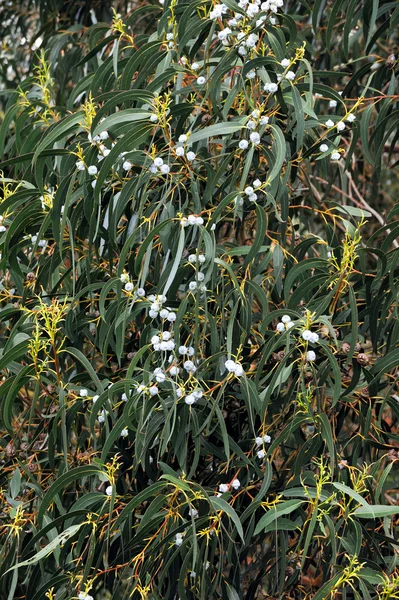 Eucalyptus, Gum Tree, north of Madeira island, Portugal — Stock Photo, Image