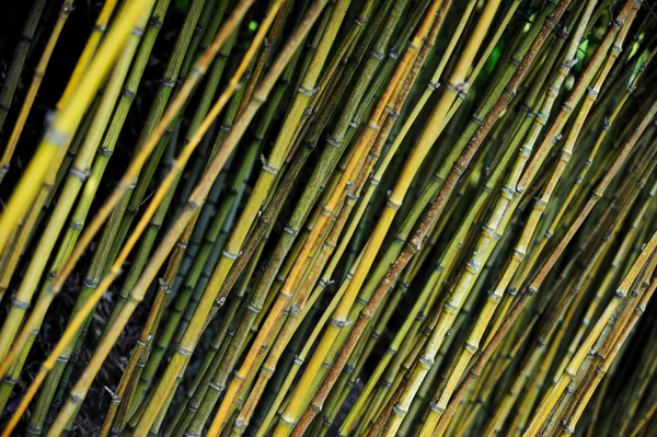 Bambu ormanı - monte Sarayı Botanik Bahçesi, monte, madeira — Stok fotoğraf