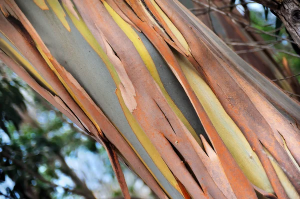 ユーカリ、マデイラ島、ポルトガル北部のガムの木 — ストック写真