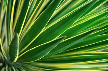 Close up of Yucca - abstract background clipart