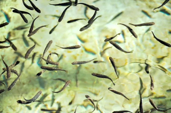 School of fish at a hatchery — Stock Photo, Image