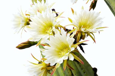 Close up of cactus flowers clipart