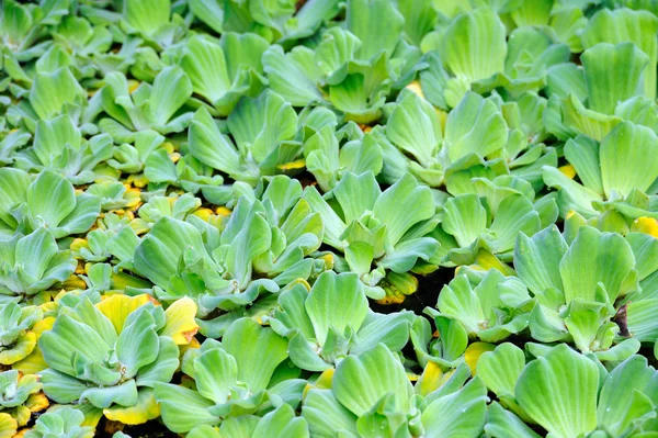 Pistia (Water cabbage) - detail — Stock Photo, Image