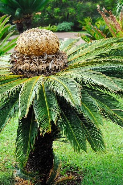 Cycas revoluta (sago palmiye) — Stok fotoğraf