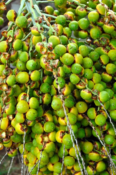 Fruta del árbol de Palma - neodypsis — Stockfoto