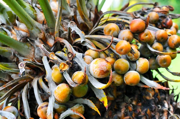 ใกล้เคียงกับผลไม้ต้นปาล์ม Cycas circinalis — ภาพถ่ายสต็อก
