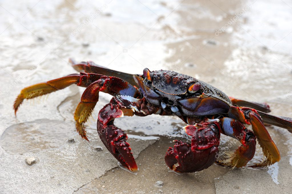 Close up of live crab
