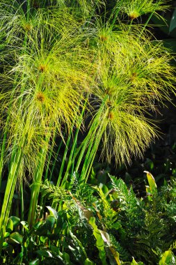 Cyperus papyrus - detail clipart