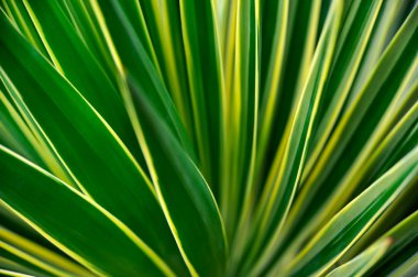 Close up of Yucca - abstract background clipart