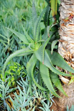 aloe vera - bitki şifa - ayrıntı