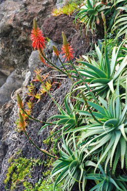 Aloe Vera flowering - healing plant - detail clipart