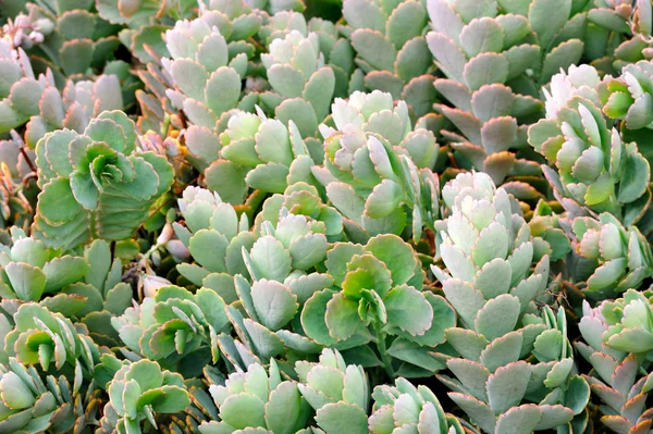 Close up of Kalanchoe - succulent — Stock Photo, Image