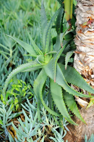 Aloe vera - gyógyító növény - részlet — Stock Fotó