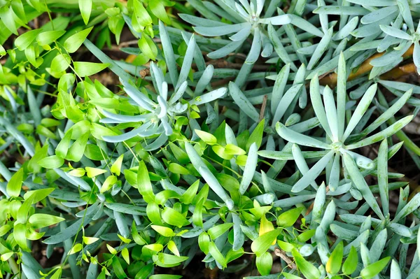 Close up of succulent (Sedum) and creeper — Stock Photo, Image