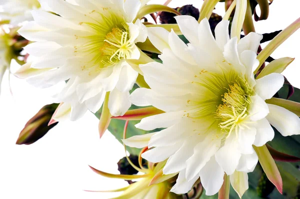 Закрыть глаза на цветки кактуса — стоковое фото