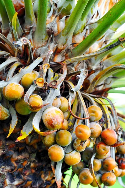 Закрытие плодов пальмы - Cycas circinalis — стоковое фото