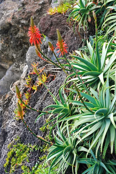 Aloe vera ανθοφορία - επούλωση φυτών - λεπτομέρεια — Φωτογραφία Αρχείου