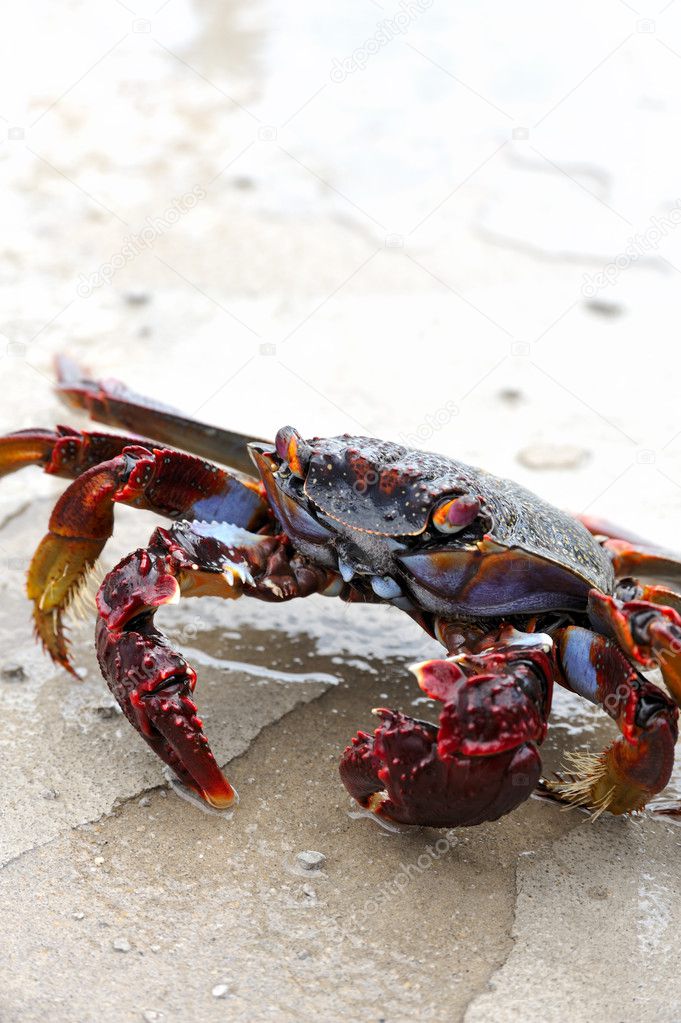 Close up of live crab