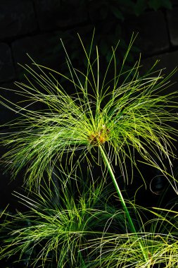 Cyperus papyrus - detail clipart