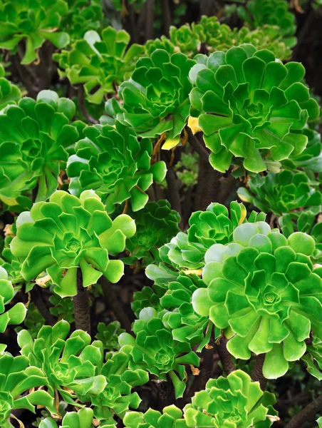 Close up of an ornamental Aeonium - succulent (Pinwheel) — Stock Photo, Image