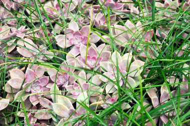 Close up of Echeveria - succulent (Hen and chicks) clipart