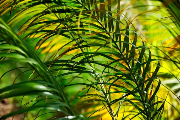 棕榈树叶子 — 图库照片