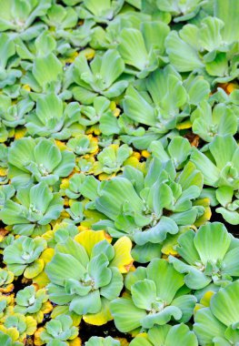 Pistia (su lahana) - detay