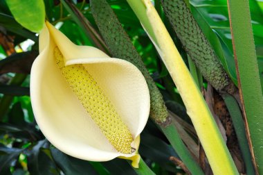 Philodendron çiçek yakın çekim