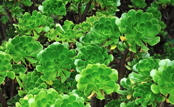 Närbild på en prydnads Fetbladsväxter - saftiga (Pinwheel) — Stockfoto