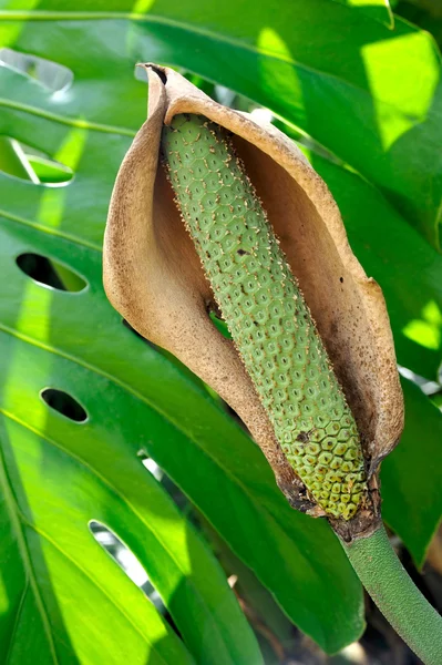 Крупный план цветка Филодендрона — стоковое фото