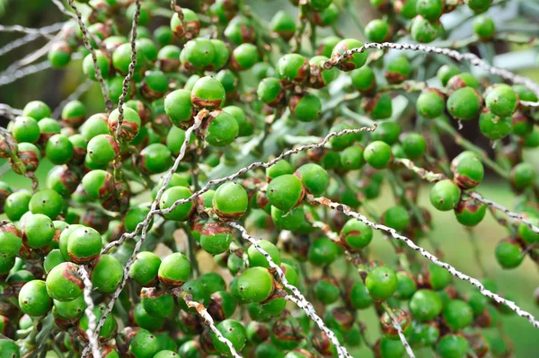 팜 나무 열매-neodypsis — 스톡 사진