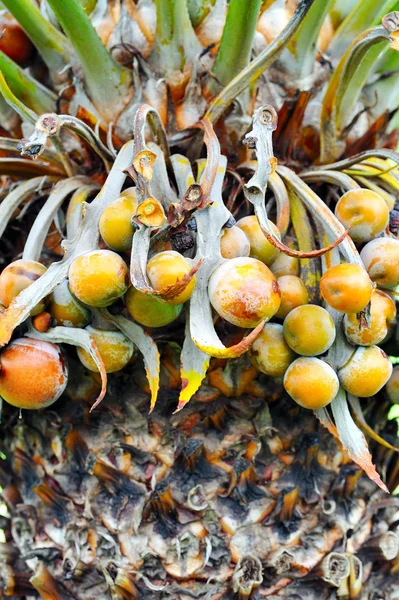 Nahaufnahme von Palmenfrüchten - cycas circinalis — Stockfoto