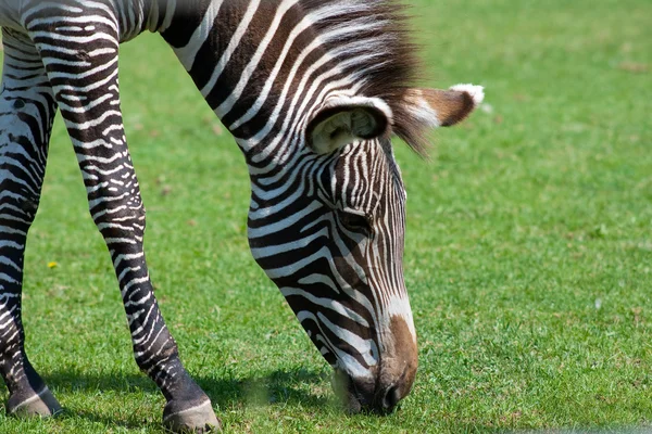 Zebra mangiare erba da vicino nello zoo Fotografia Stock