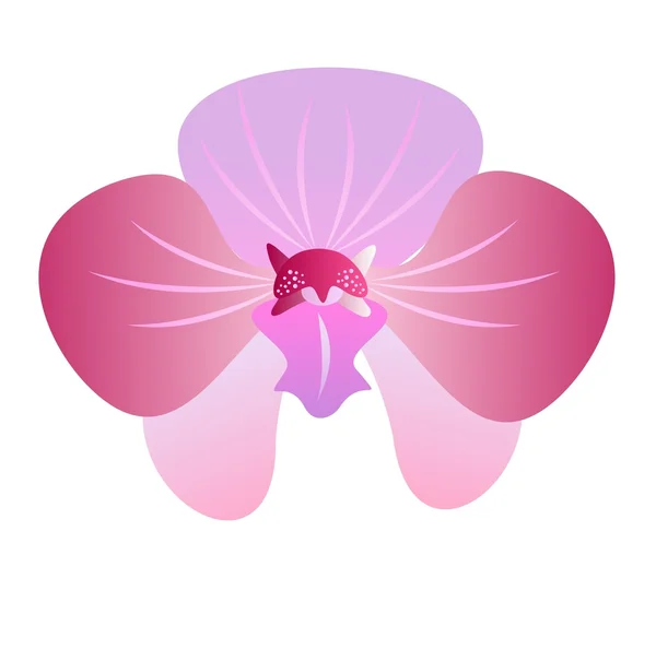 Vetor orquídea — Vetor de Stock