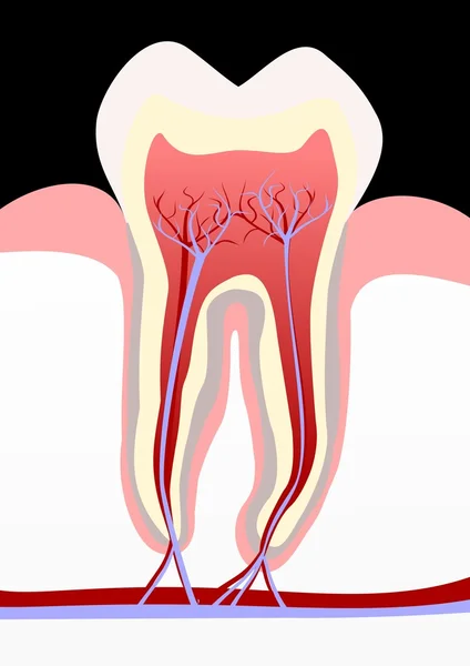 Здоровый зуб — стоковое фото