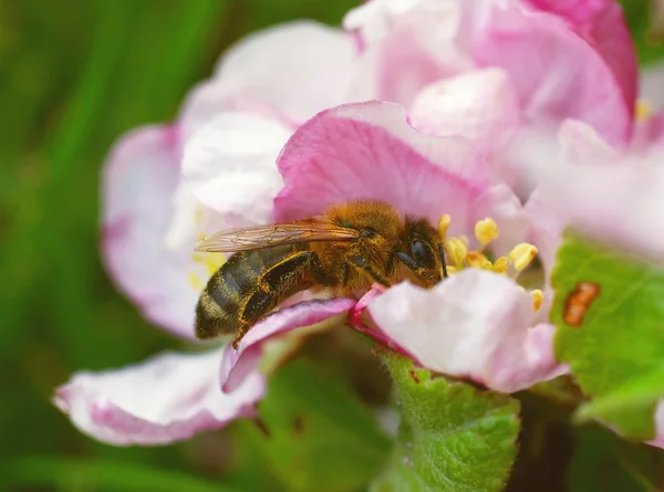 stock image Bee and a blossom