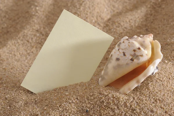 Shell na slunné ocean beach — Stock fotografie