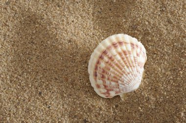 Shell at sunny ocean beach clipart
