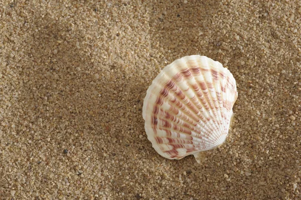 Раковина на пляже солнечного океана — стоковое фото