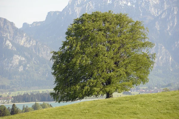単一のツリー — ストック写真